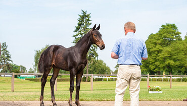 Comments on the Evaluation of the Exterior of Sport Horses