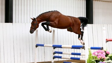 2017 Brightwells Auction Horse in the Spotlight: Hendrix