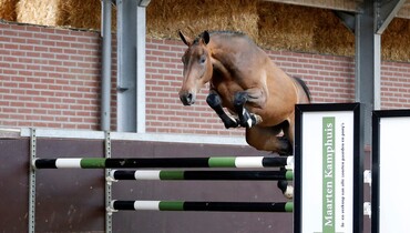 2017 Brightwells Auction Horse In the Spotlight: Julyander JHX