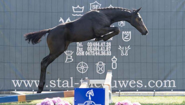 De Kraal International with third edition of Foal Auction 111