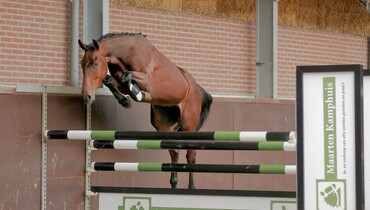 2017 Brightwells Auction Horse In the Spotlight: James ARW