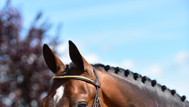 2017 Brightwells Auction Horse in the Spotlight: Jolly Coeur P
