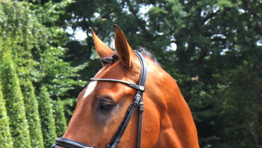 2017 Brightwells Auction Horse In the Spotlight: Cashmoaker