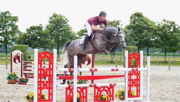 Collection Dutch Sport Horse Sales online