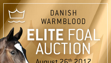Danish Warmblood Elite Foal Auction