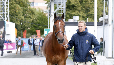 Trotting up at the Europeans