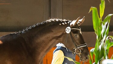 Pre-Selection for the Hanoverian Stallion Licensing: The First Step on the Way to Become a Legend