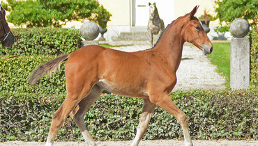 SWB Elite Foal Auction 2017