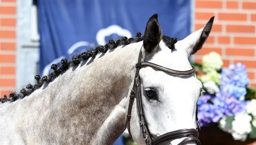 Vechta Lends Wings