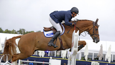 The Billy Stud Young Horse online auction