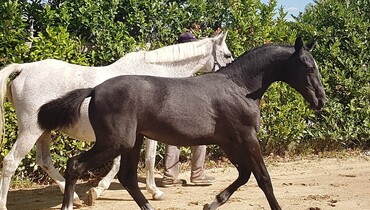 EKESTRIAN ONLINE ELITE AUCTION (foals, embryos, broodmares in foal)
