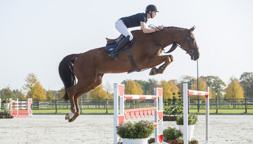 Duyselshof launches first online auction of ridden showjumpers!