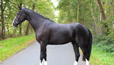 In The Spotlight – Lot 7 Jappeloup - To be offered at Brightwells