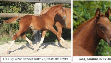 EKESTRIAN CHRISTMAS ELITE AUCTION (foals, embryos, broodmare)