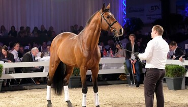 Holger Hetzel’s 13th Sport Horse Sales generated record-breaking bids totalling € 4 130 000 for 19 horses