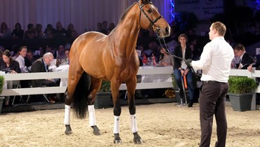 Holger Hetzel’s 13th Sport Horse Sales generated record-breaking bids totalling € 4 130 000 for 19 horses