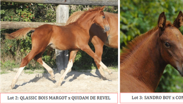 D-4 BEFORE THE EKESTRIAN CHRISTMAS ELITE AUCTION (foals, embryos, broodmare)
