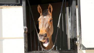 Images | Al Shira'aa International Horse Show - part two