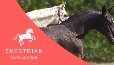 5* selection of embryos, broodmares and straws for the next Ekestrian Online Auction 26th/27th February