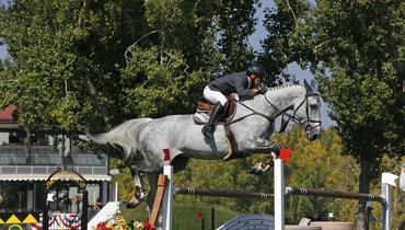 Artuur JH Z most expensive horse at Starhorses’ Z Online Auction