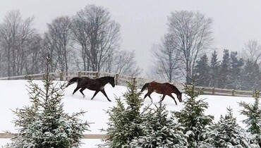 Beezie and John Madden’s retirement facility: “Together with other horses they find love, comfort and calmness”