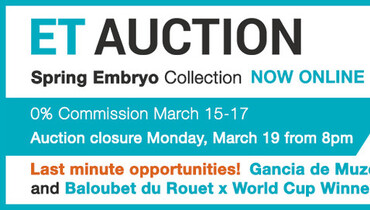 Last minute embryos: Gancia de Muze embryo and Baloubet combined with World Cup winning mare