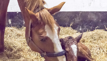 A foal for Gotha FRH