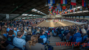 Highlights from the VDL Stud Stallion Show