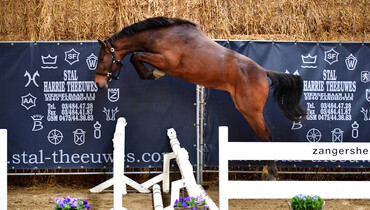 Zangersheide Online Auction auctions horses from Stud 111