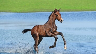 Foals on the loose at the Derby! Holsteiner Foal Auction in Hamburg