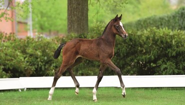Be smart, think ahead! Holsteiner Foal Auction at the Hamburg Derby