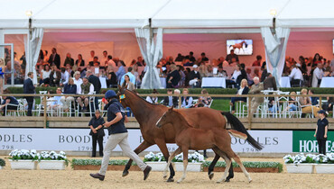 The Equerry Bolesworth International Horse Show Elite Auction 2018 – Can Records Be Broken?