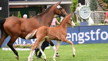 Top price for Holsteiner foal by young stallion Million Dollar