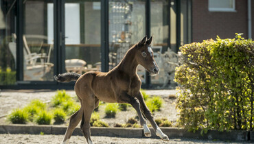 Six exclusively bred jumper foals in first Borculo JST Foal Auction