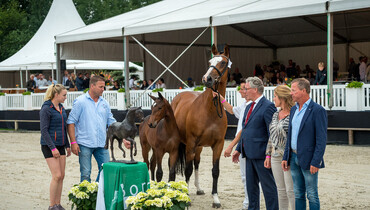 Fantastic average at 1st edition Borculo JST Foal Auction