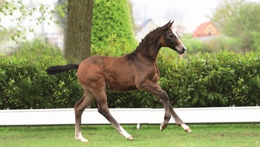 Holsteiner Foal Auction: 26 Foals – 26 Opportunities