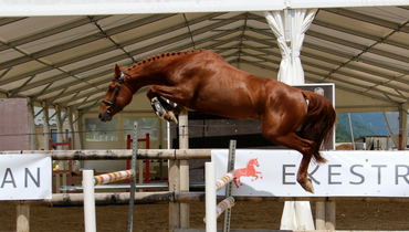 18th and 19th of June - Online auction of exceptional 3 yo, foals and embryos: Your chance to acquire your future champion!