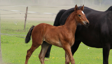 D-Day for the EKESTRIAN online auction of exceptional 3 yo, foals and embryos! Now it’s your turn.