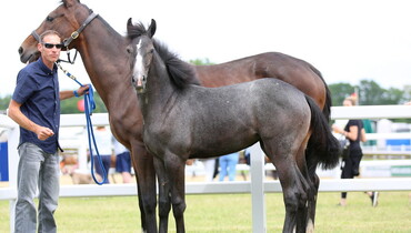 Bolesworth Elite Auction holds high level