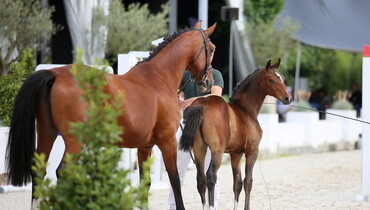 Belgians keep Flanders Foal Auction foals within own country