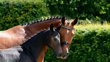 Hannoveraner Verband: Individual Breeding Goals