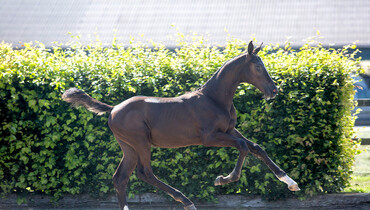 Exceptional accumulation of Grand Prix genes in Borculo jumping foals collection
