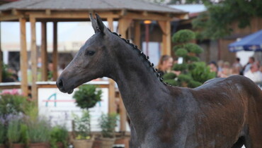 Tonight: DON VHP Z foal in the auction