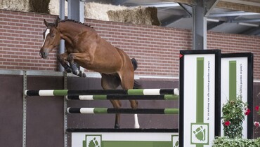Brightwells Elite Show Jumping Auction presents Lot 39 Kingsman and Lot 31 Katarina