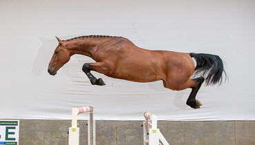 Brightwells Elite Show Jumping Auction presenting Lot 37 Kalotti and Lot 45 V-Power Z