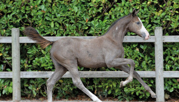 Buy your next champion at Foal Auction 111!