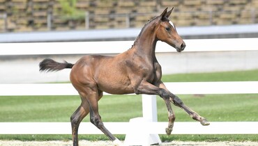 The Elite Foal Auction in Vectha: For riders who want more!