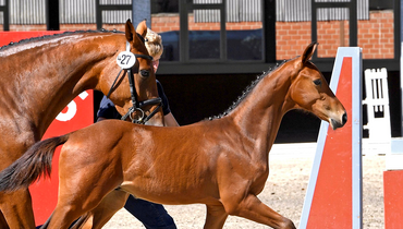 Chic, Charm and World Champion Genes
