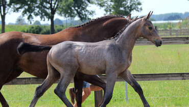 Unseen chance to purchase future jumping quality in the two foal collections of Auction Twinkeling this weekend