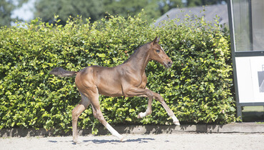 Current sport successes reflect quality of the Elite Auction Borculo’s foal collection